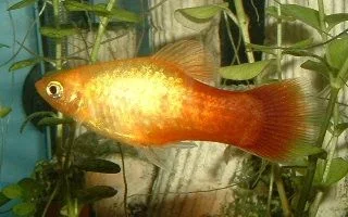 Sunburst_Platy.webp