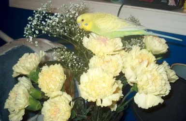 Pickle_flower1.webp