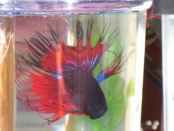 crowntail.jpg