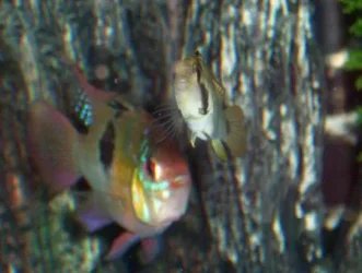 ramandapisto.webp