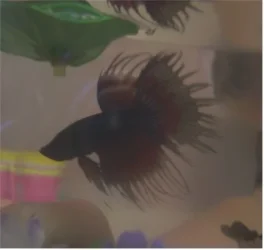 fish.webp