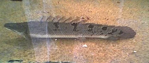delhizi.webp