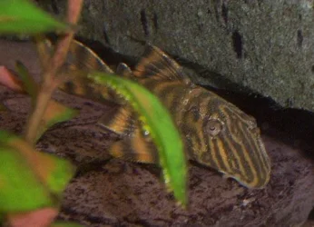tigerplec.webp