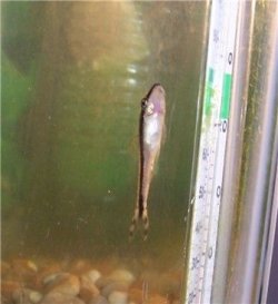 oto0409pic2.jpg