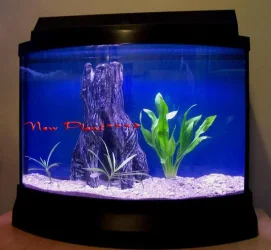 new_plant.webp