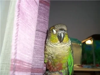 molly0909.webp
