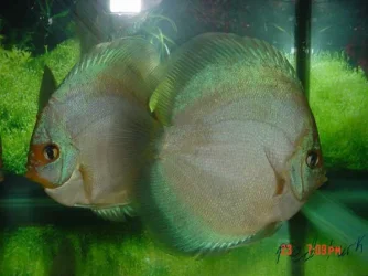 DSC00562.webp