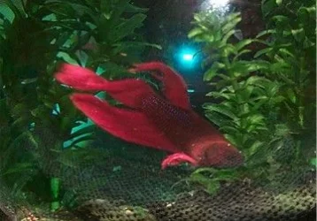 sickbetta.webp