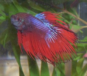 betta1.jpg