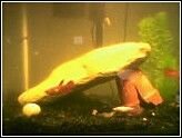 rock_b_snail__fish_in_10_gl.jpg