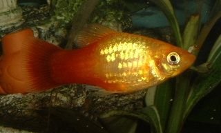 Sunburst_Platy2.JPG