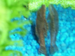 bristlenose2.jpg