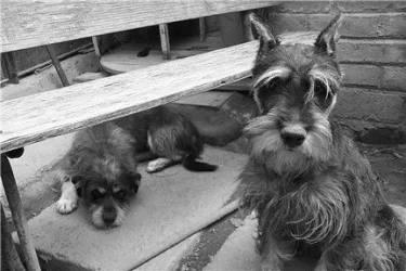 P0002466bw.webp
