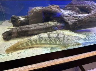 Bichir 1.webp