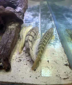 Bichir 2.webp