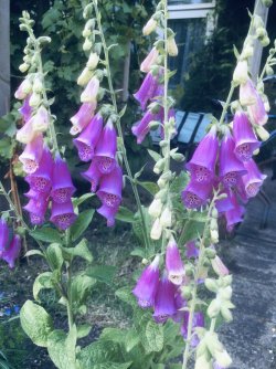 D7E509E8-294F-4BEE-AFF3-913C0796C628.jpeg