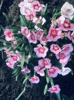 AE528390-FDBD-4D45-89C5-9615DD8547F6.webp
