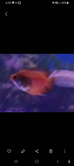 Screenshot_20240527_062935_Gallery.webp