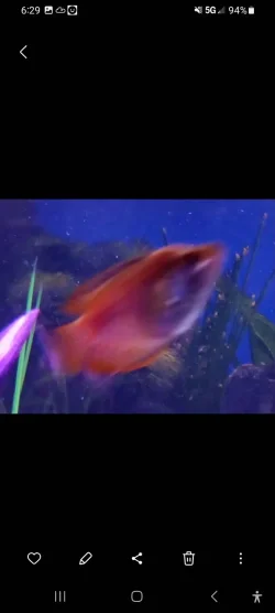 Screenshot_20240527_062930_Gallery.webp