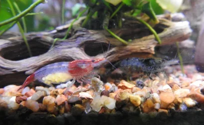 Shrimp5.27.24_1.webp Shrimp5.27.24_1.webp