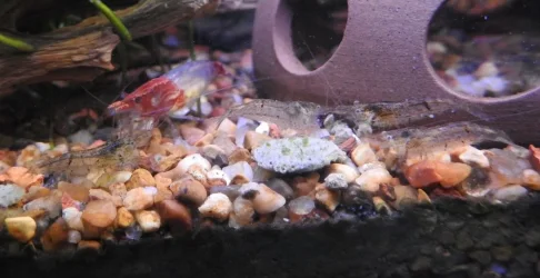 Shrimp5.27.24_3.webp Shrimp5.27.24_3.webp