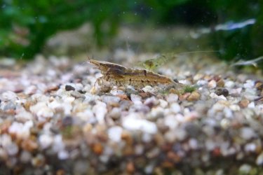 shrimp 1.jpg shrimp 1.jpg