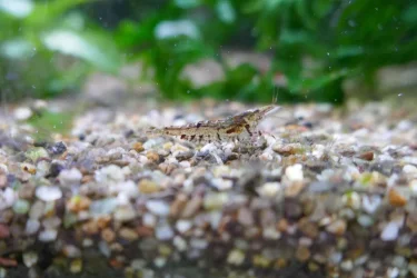 shrimp 2.webp