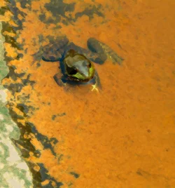 green frog_1362 copy.webp