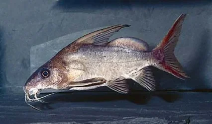 s_clarias4.webp