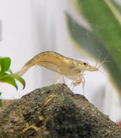 5.webp