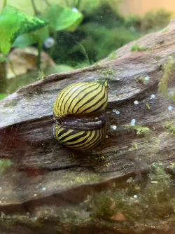 Zebra Nerite Snails.webp