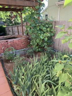 Backyard Garden.webp