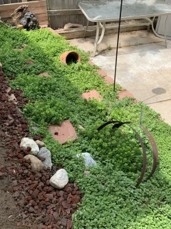 Creep Jenny & Sedum.webp