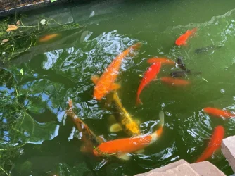 Koi and Goldfish.webp
