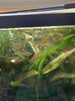 Buenos Aires Tetras.webp