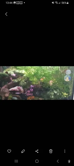 Screenshot_20240723_134436_Gallery.webp