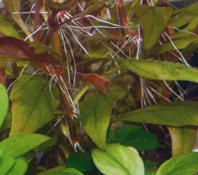 shrimp8.4.24 (82b).webp