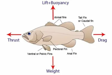 fins.webp fins.webp