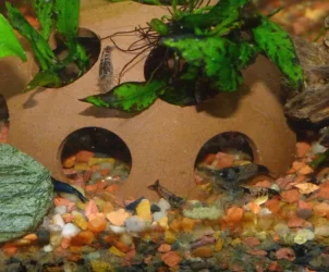 babyshrimp9.18.24.webp