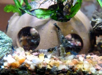 babyshrimp9.18.24b.webp