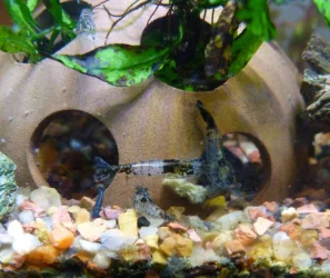 babyshrimp9.18.24c.webp