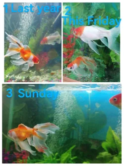 20240929_175159-COLLAGE~2.webp