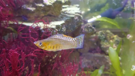Sailfin.webp