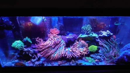 Saltwater.webp