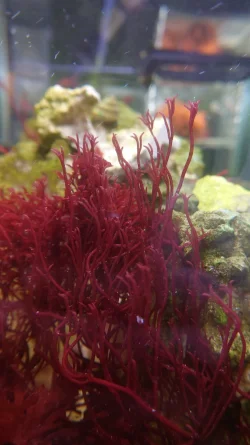 parvispora.webp