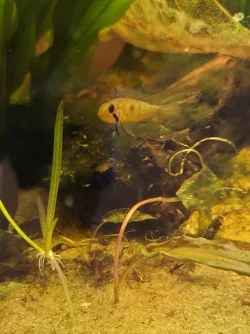 female_a_lineta.jpg female_a_lineta.jpg