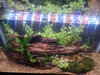 10gallon-1.webp