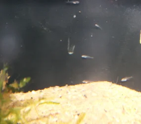 pristellafry1.webp