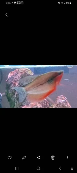 Screenshot_20241024_060707_Gallery.webp