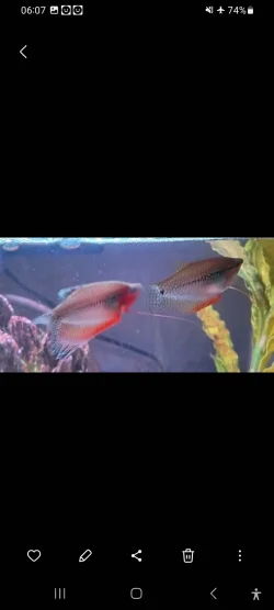 Screenshot_20241024_060703_Gallery.webp